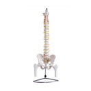 척추 관절 모형